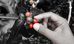 Grains de café - De la plante à la torréfaction